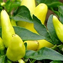 Obrázek kategorie Paprika roční