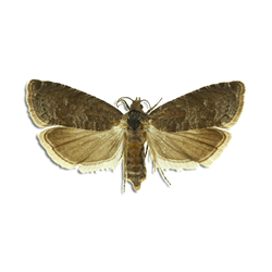 Obrázek kategorie Insekticidy