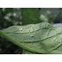 Obrázek z Encarsia formosa - parazitická vosička 200 ks / bal., Picture 6
