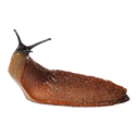 Obrázek kategorie Moluskocidy