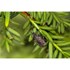Obrázek z NEMATOP - brouk free (Steinernema carpocapsae) 2,5 mil. ks / bal., Picture 11