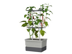 Obrázek z Samozavlažovací květináč na chilli papričky Charly Chili