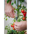 Obrázek z Samozavlažovací květináč na rajčata Tom Tomato, Picture 5