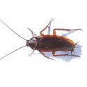 Obrázek kategorie Ochrana před šváby